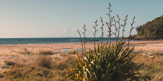 The Quiet Power of Harakeke: New Zealand's Soothing Hydrator